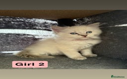Ragdoll cats for sale: *stunning* litter of 7 ragdoll kittens  - Image 14