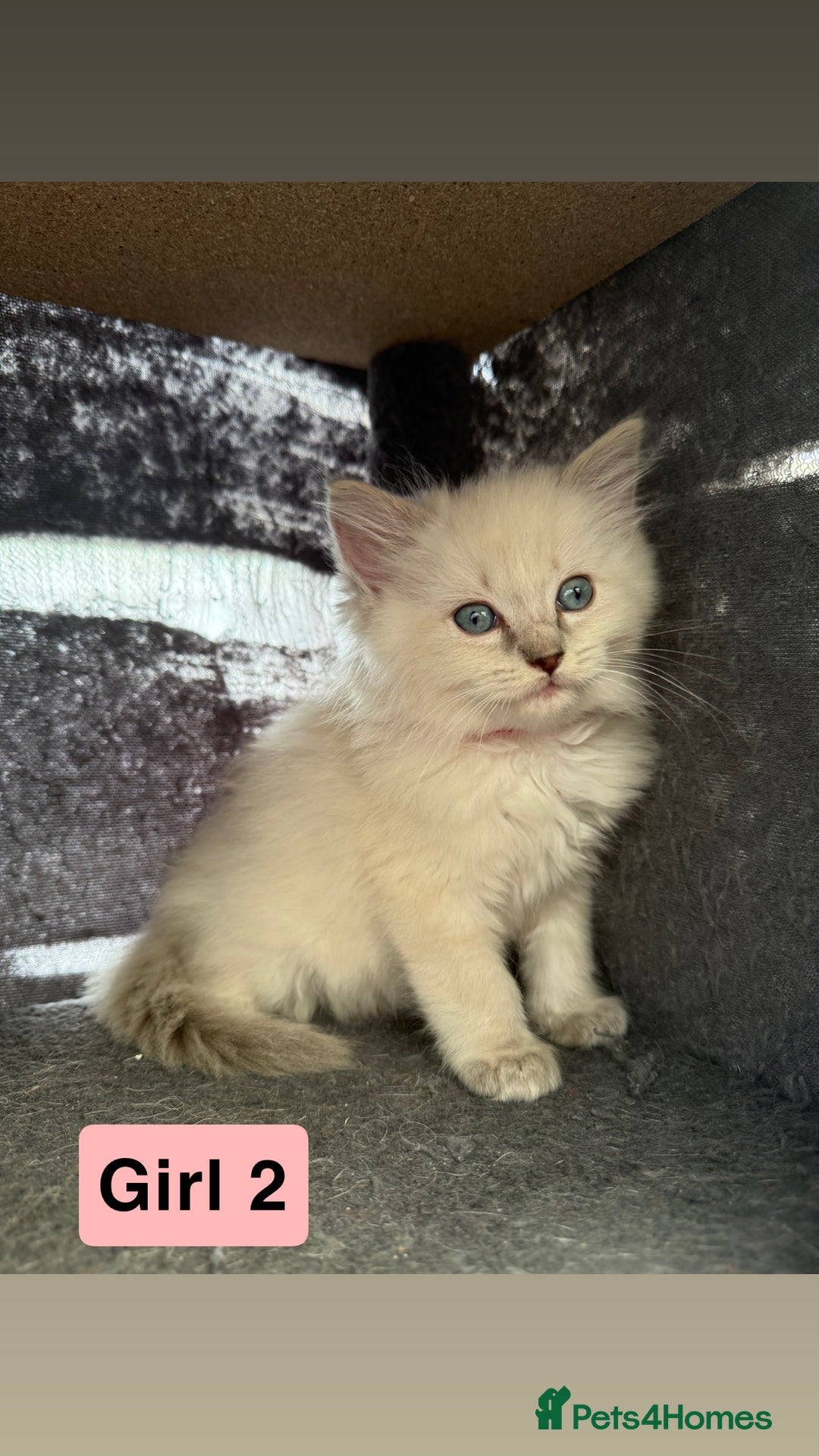 Ragdoll cats for sale: *stunning* litter of 7 ragdoll kittens  - Image 14