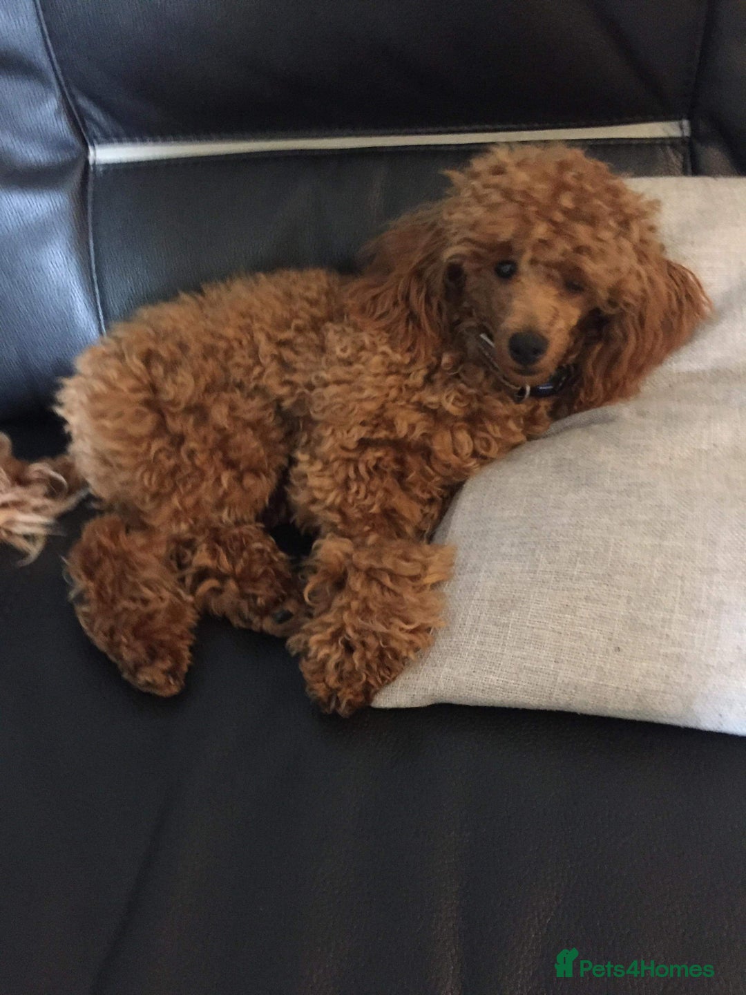 Toy Poodle dogs for stud: Red Toy Poodle stud in Crymych - Advert 5