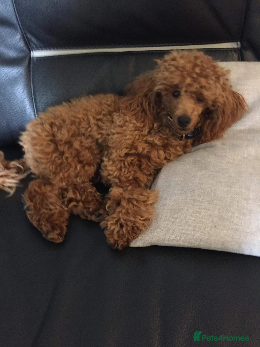 Toy Poodle dogs for stud: Red Toy Poodle stud in Crymych - Advert 5