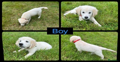 Golden Retriever dogs - Advert 12