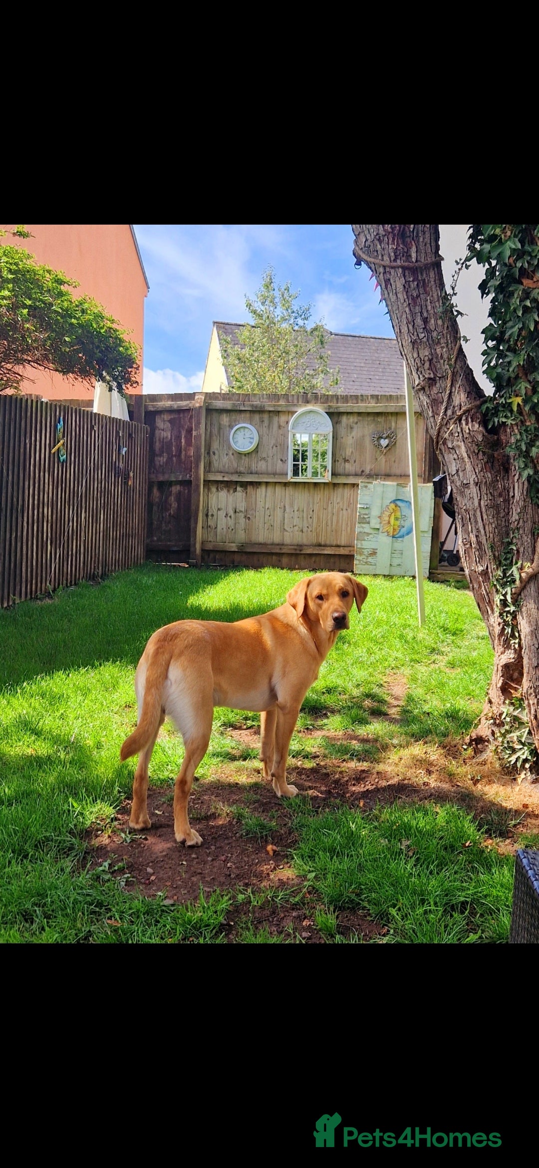 Labrador Retriever dogs for stud: Unproven Labrador Stud NO FEE. KC reg/BVA screened in Brecon - Advert 36