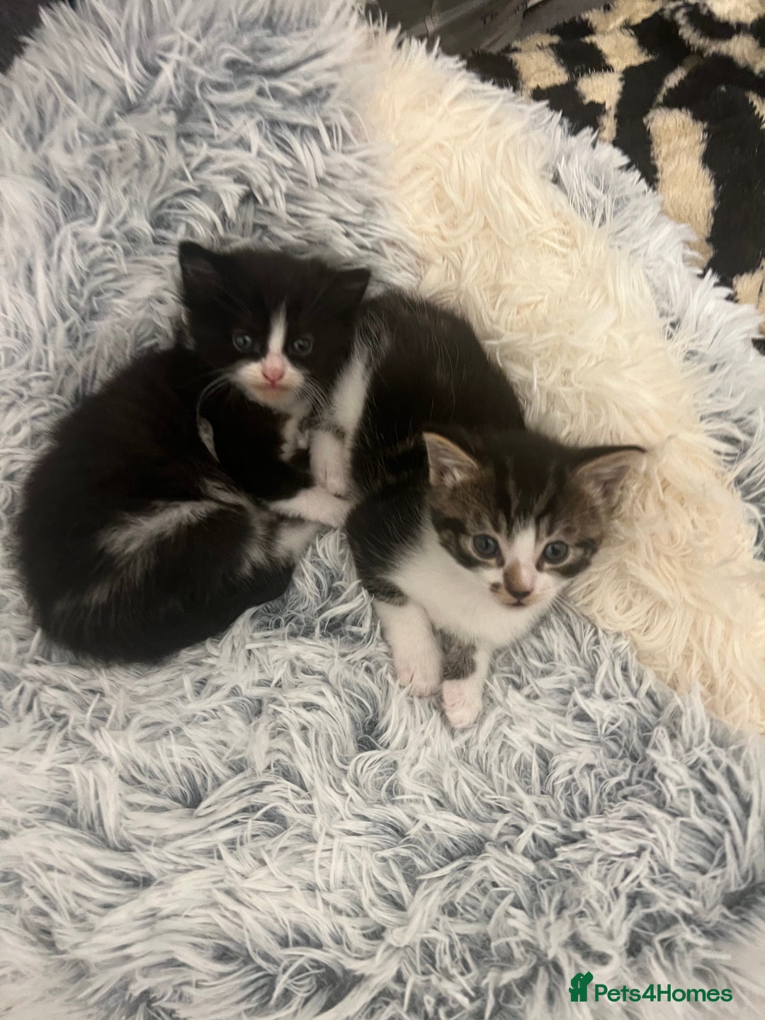 Mixed Breed cats for sale: Cheap Kittens for sale  (Ready to go asap) - Advert 21