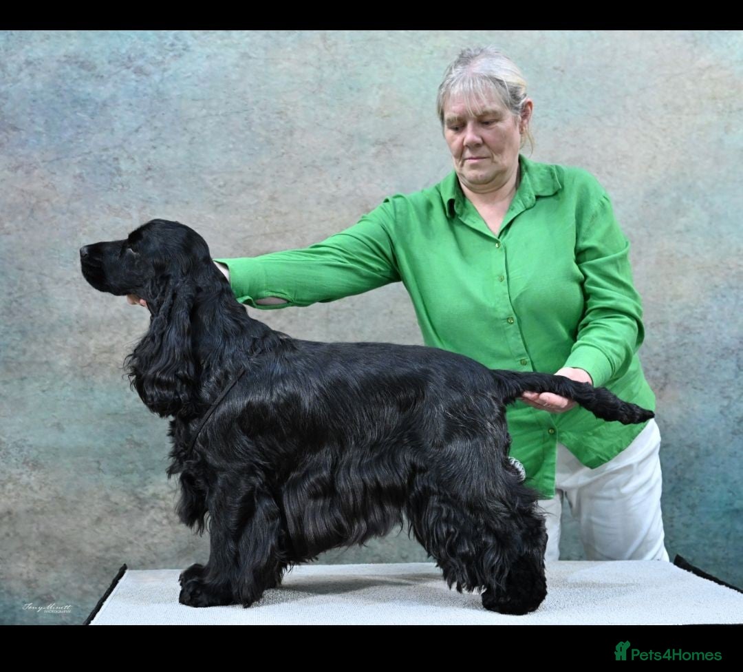 Cocker Spaniel dogs for sale: PURE SHOW COCKER SPANIEL PUPPIES FROM SHOW PARENTS - Advert 5