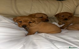 Labrador Retriever dogs for sale: 5 Fox Red Labrador Puppies  - Image 5