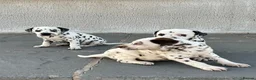 Dalmatian dogs for sale: Dalmatian beautiful - Advert 9