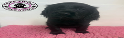 Cocker Spaniel dogs for sale: KC Reg Black Male Working Cocker Spaniel Puppies  - Advert 7
