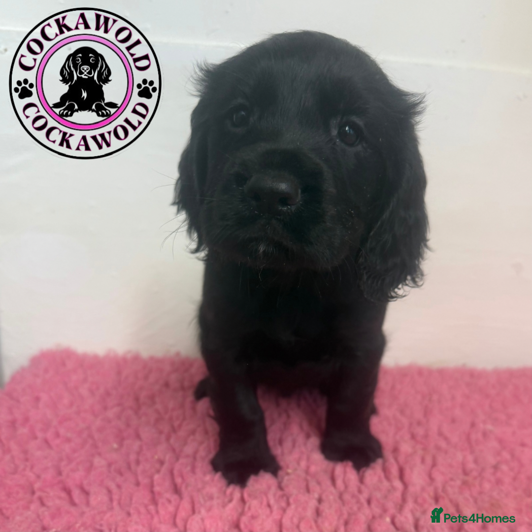 Cocker Spaniel dogs for sale: KC Reg Working Cocker Spaniel Puppies  - Image 7