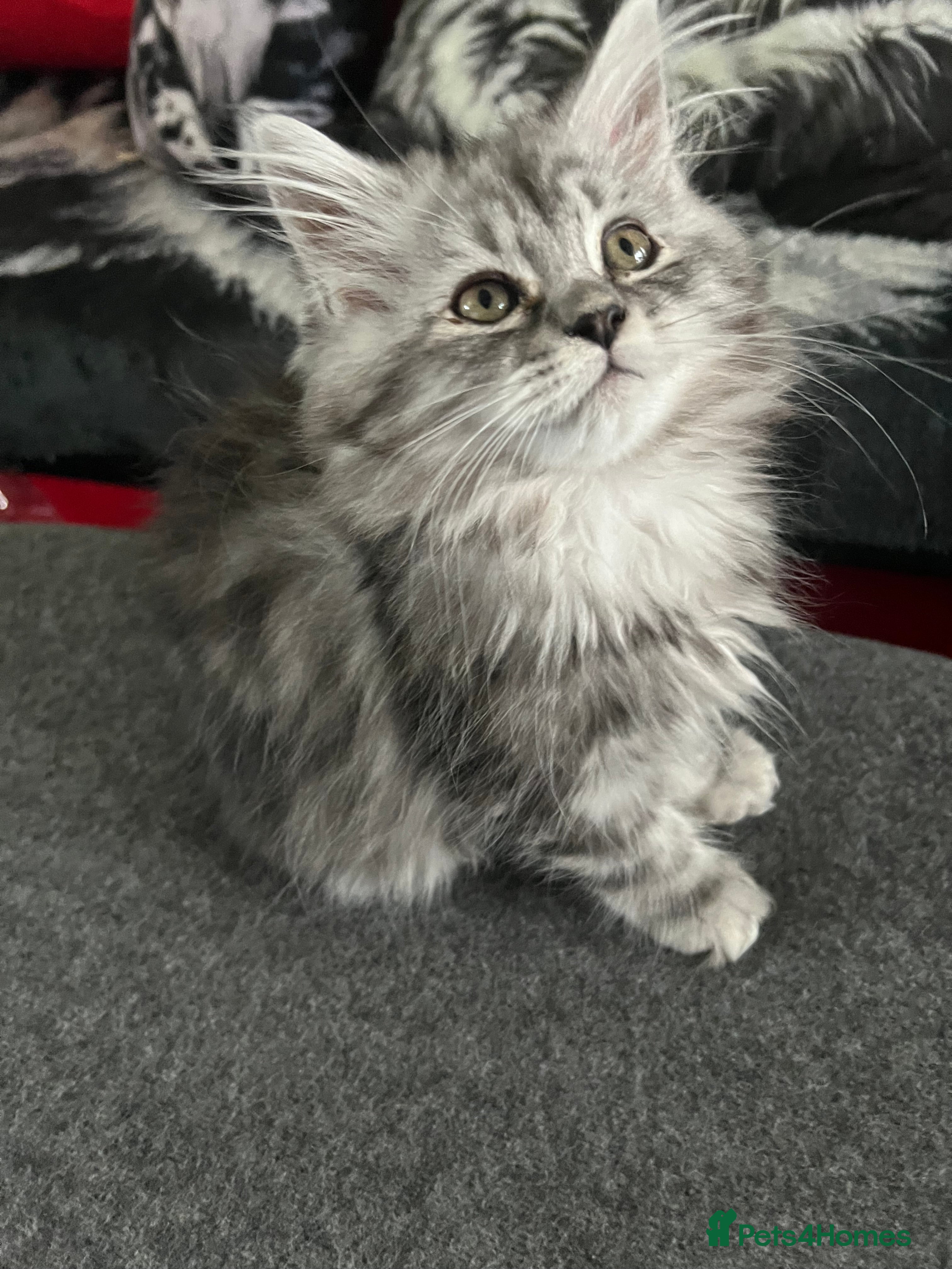 Persian cats Last Persian Chinchilla boy  - Advert 2