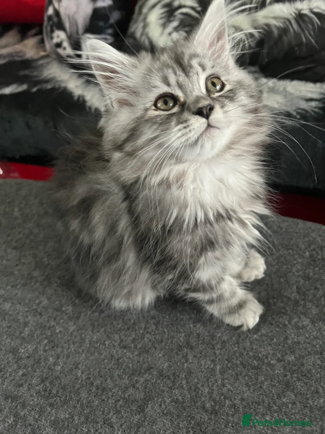 Persian cats for sale: Last Persian Chinchilla boy  - Advert 2