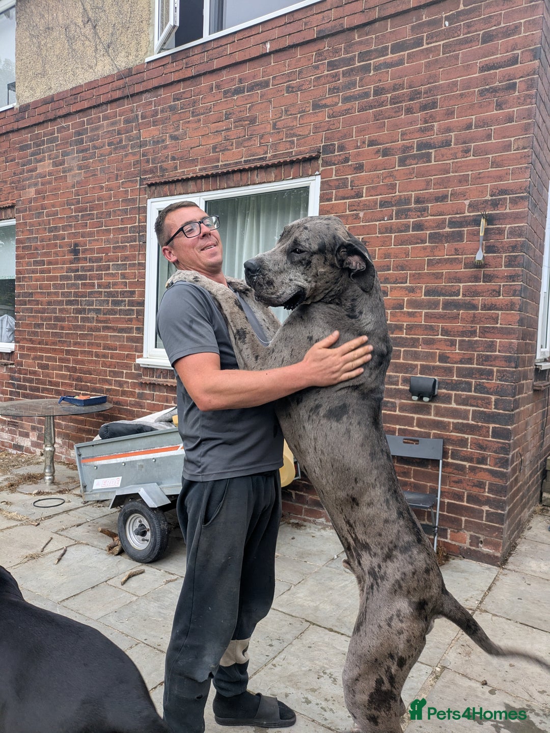 Great Dane dogs for sale: Male 14month old - Image 2