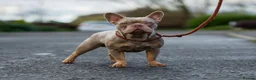French Bulldog dogs for stud: Isabella new shade L4 fluffy carrier in Manchester - Advert 5