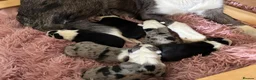 Border Collie dogs for sale: Border Collie puppies  - Advert 13