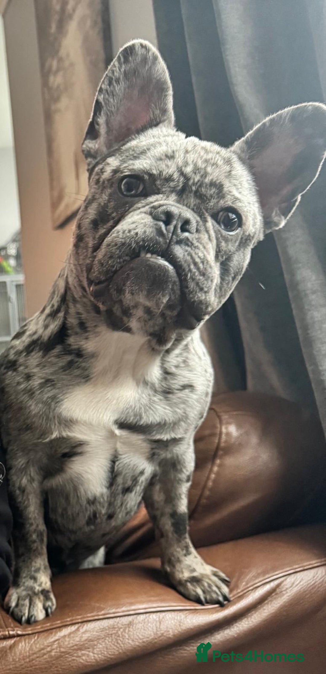 French Bulldog dogs for sale: French bulldog  - Image 2