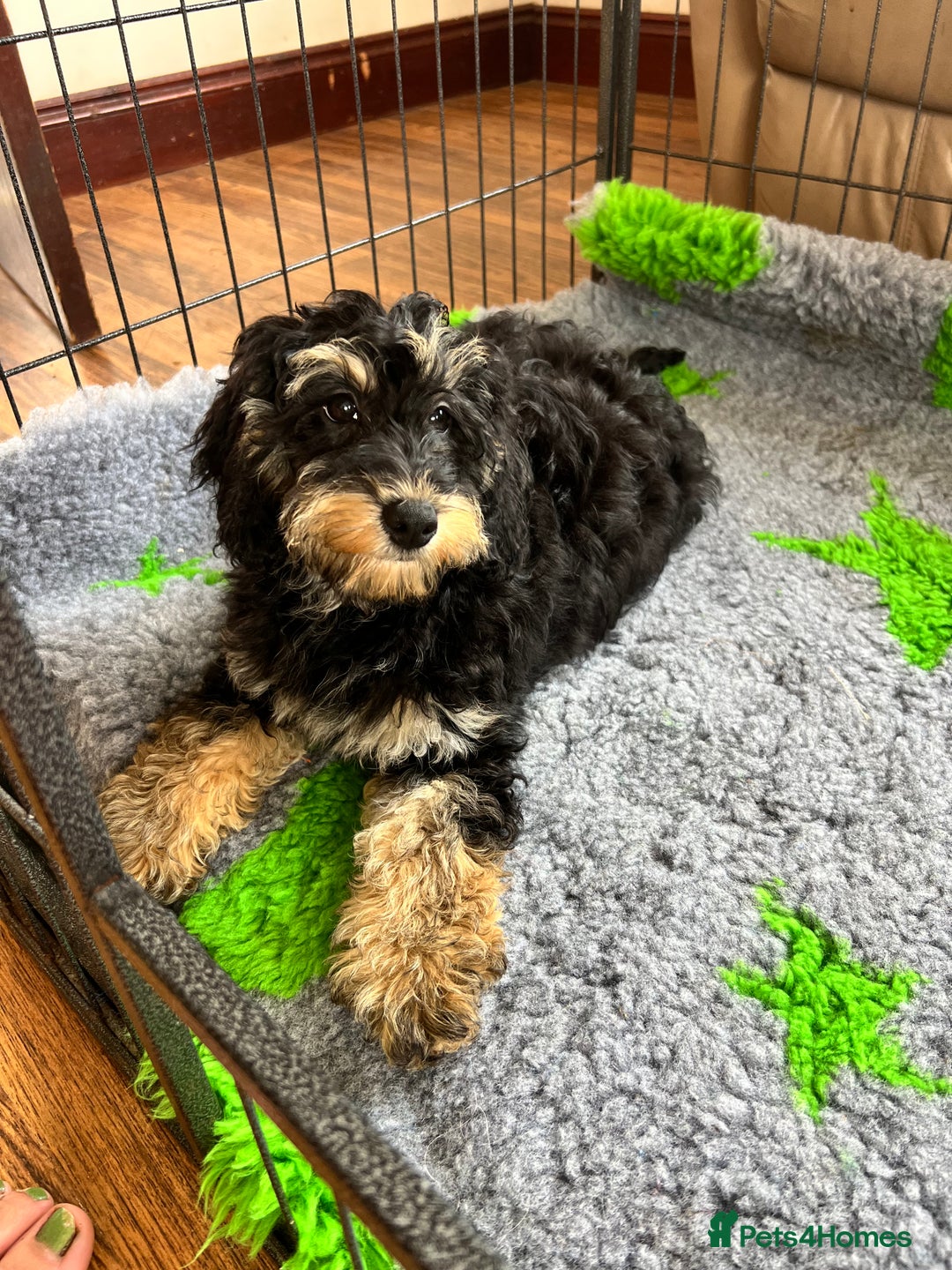 Cockapoo dogs for sale: F1b Cockapoo puppies  - Image 12