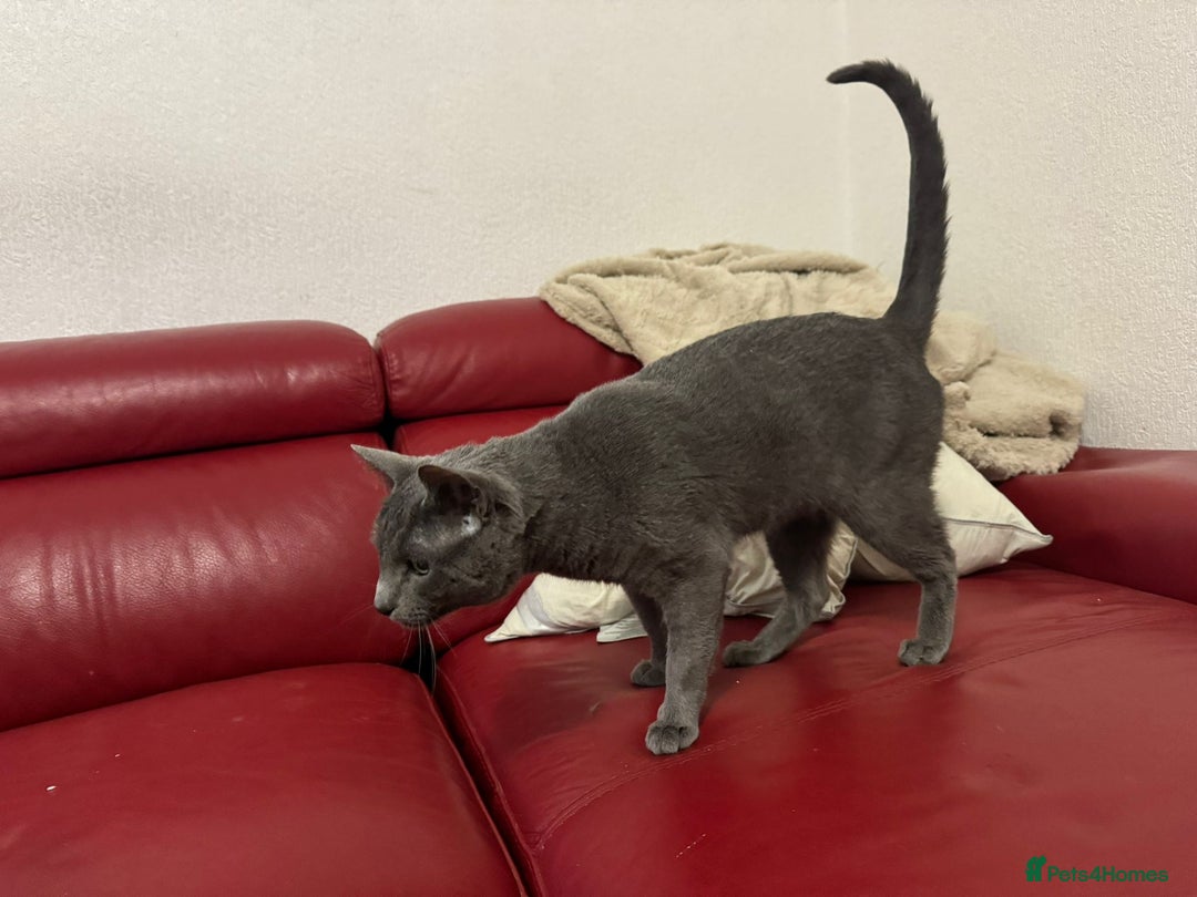 Russian Blue cats for sale: Russial blue male GCCF registered,  - Image 4