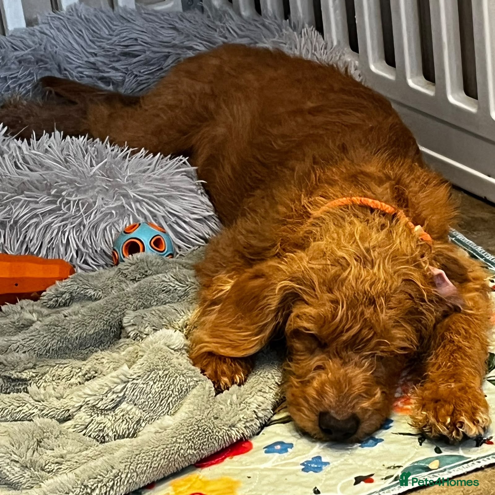 Labradoodle dogs keiras red fox miniature labradoodles  - Advert 2