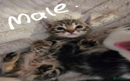 Mixed Breed cats for sale: 6 beautiful kittens left for sale  - Image 11