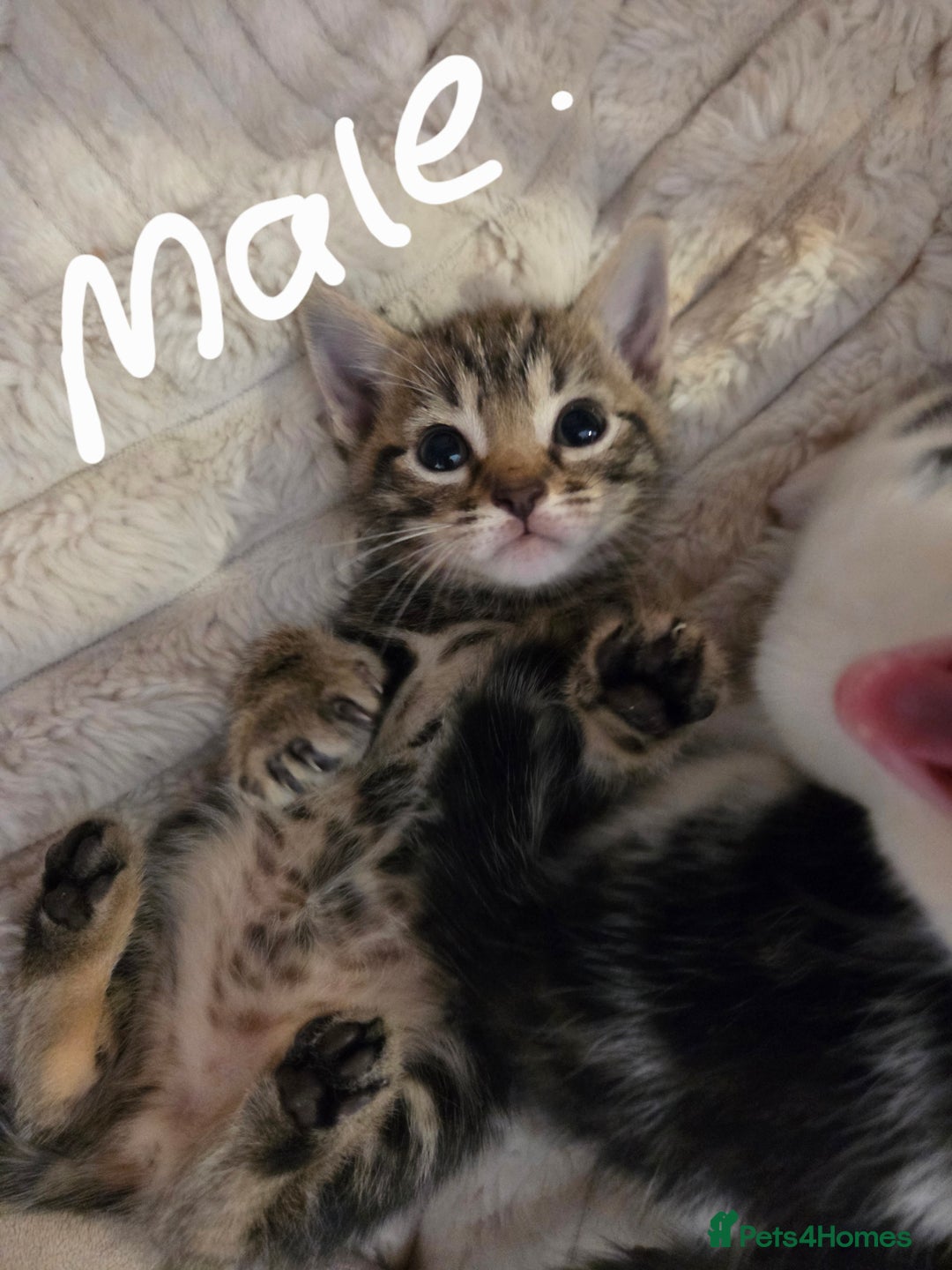 Mixed Breed cats for sale: 6 beautiful kittens left for sale  - Image 11