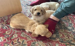Labradoodle dogs for sale: Lily's Mini's - Multigen Mini Labradoodle Puppies - Image 22