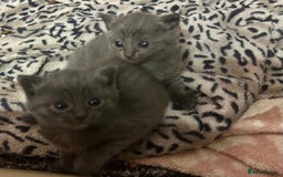 Russian Blue cats for sale: Two beautiful girl Russian blues 🫶 - Image 19