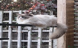 Ragdoll cats for sale: Radoll kittens, blue/lilac point - Image 14