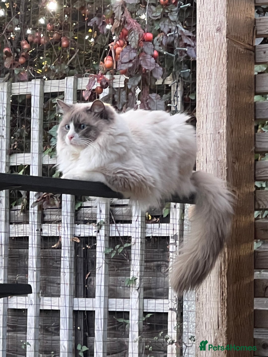 Ragdoll cats for sale: Radoll kittens, blue/lilac point - Image 14