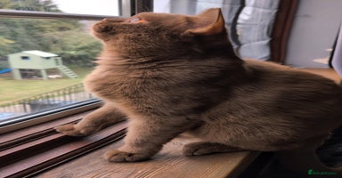 British Shorthair cats - Advert 15