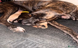 Mixed Breed dogs for sale: Belgian Malinois crosses - Image 16