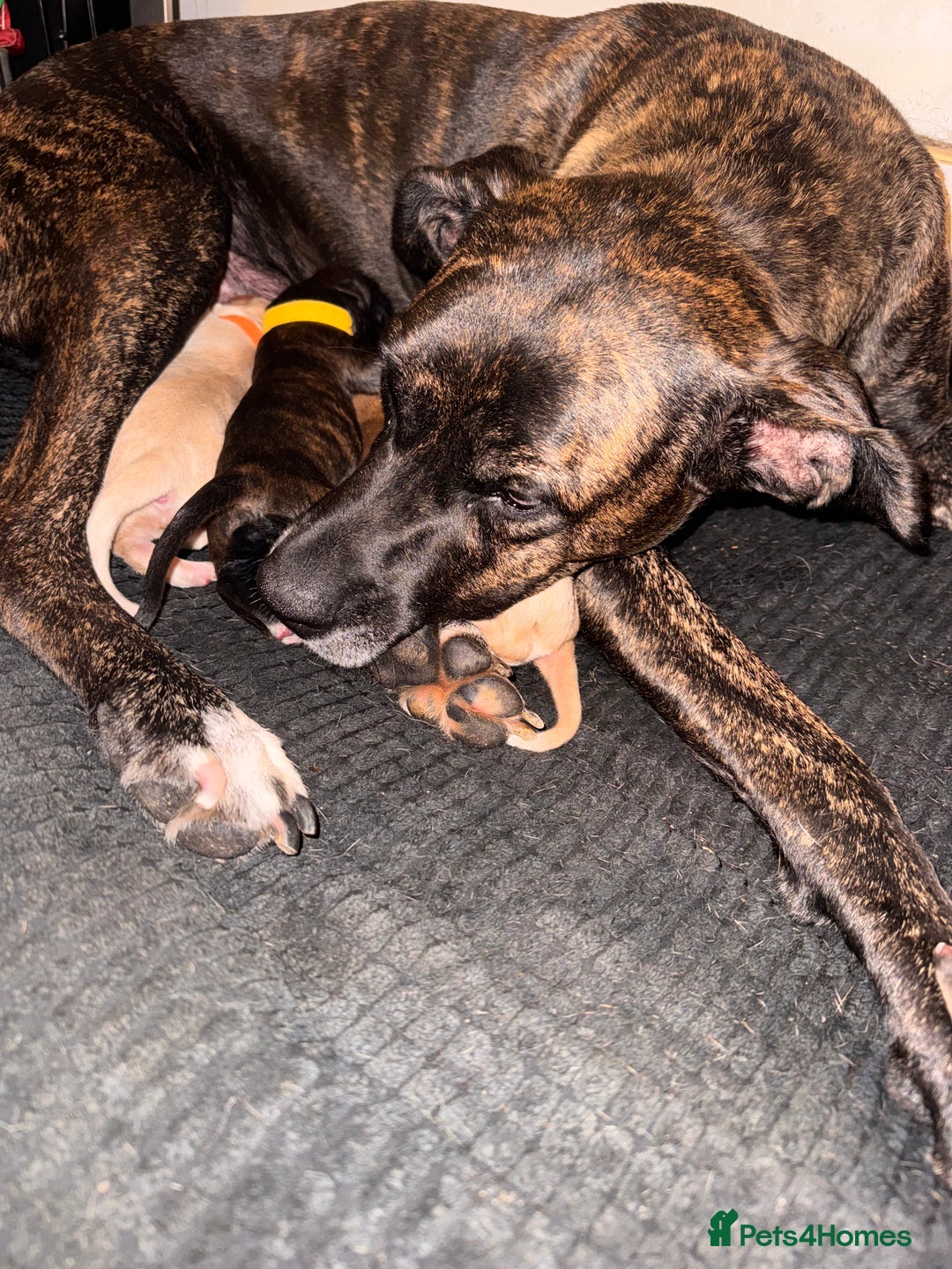 Mixed Breed dogs for sale: Belgian Malinois crosses - Image 16