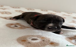 Staffordshire Bull Terrier dogs for sale: Beautiful puppies staffordshire bull terier 🥰 - Image 22