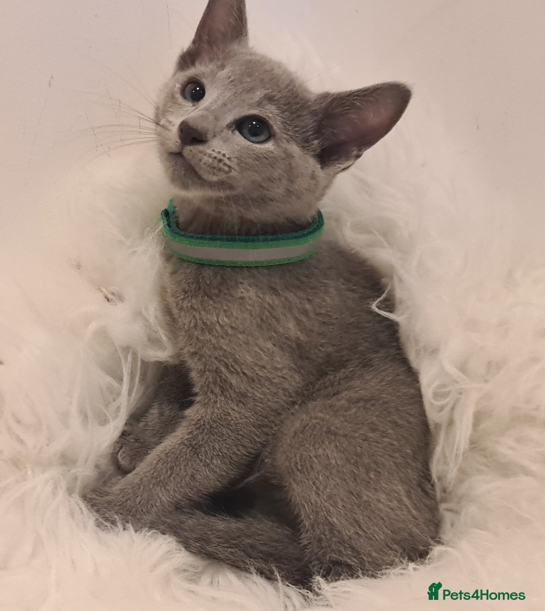 Russian Blue cats for sale: CHAMPION SIred GCCF Russian kittens  in Peterborough - Image 20