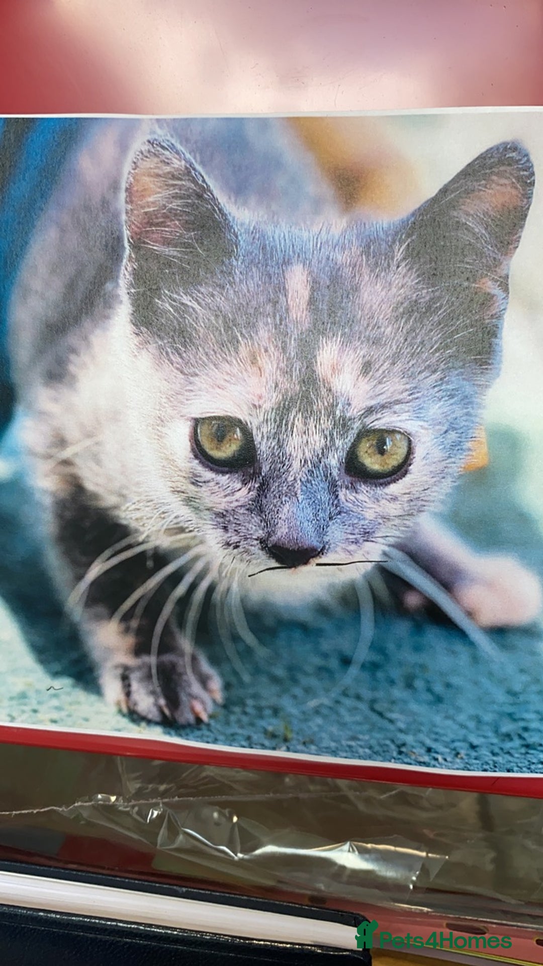 Mixed Breed cats for sale: Beautiful Layla needs a new family - Advert 20