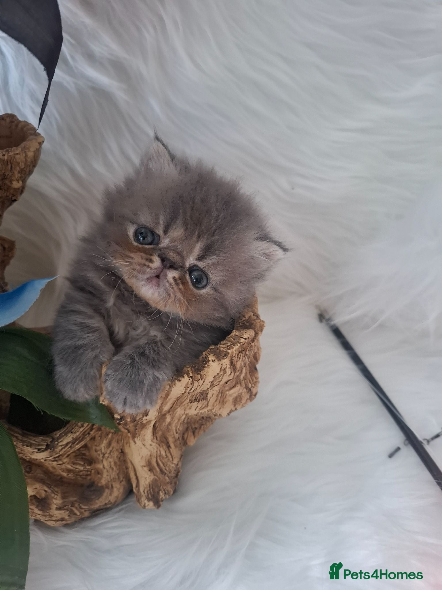 Persian cats Blue Persian Kittens  - Advert 1