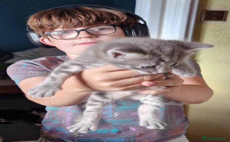 Domestic Shorthair cats - Advert 6