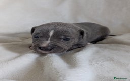 Staffordshire Bull Terrier dogs for sale: 7 Blue Staffordshire bull terrier puppies - Image 3
