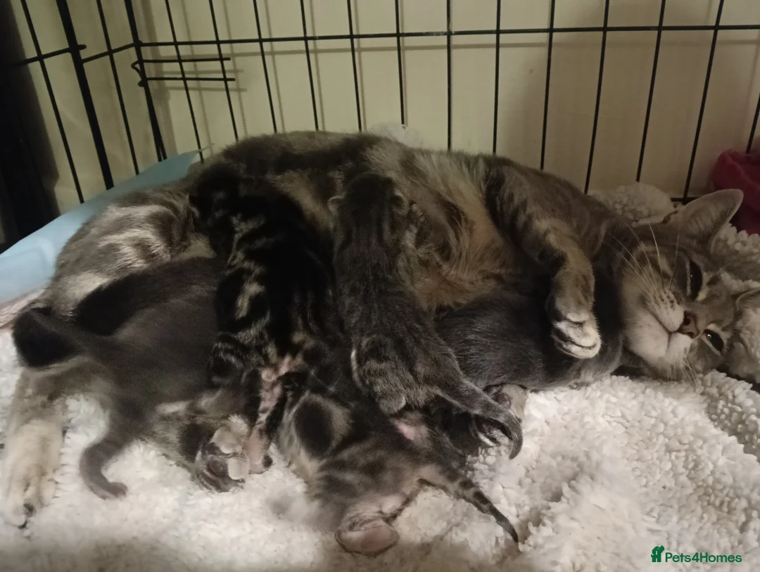 Mixed Breed cats for sale: Beautiful grey/tabby kittens - Advert 5