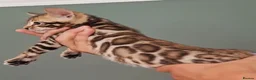 Bengal cats for sale: luxurious bengals - Advert 37