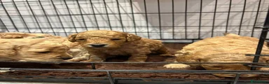 Cockapoo 3