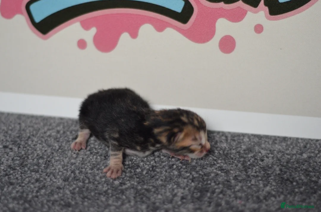 Bengal cats for sale: 🧬LIMITED BENGAL KITTENS🧬 2 females left - Advert 34