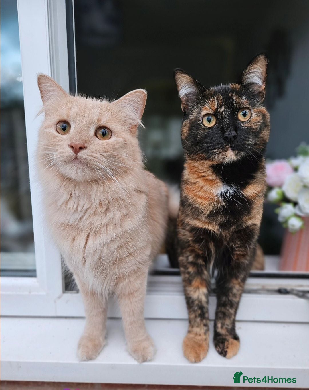 British Longhair cats Sandy (Long haired) Peach (Tortishell) - Advert 1