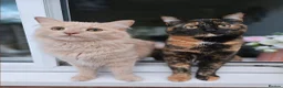 British Longhair cats for sale: Sandy (Long haired) Peach (Tortishell) in Kidderminster - Advert 1