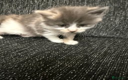 British Longhair cats for sale: 6 beautiful lovable friendly kittens - Image 29