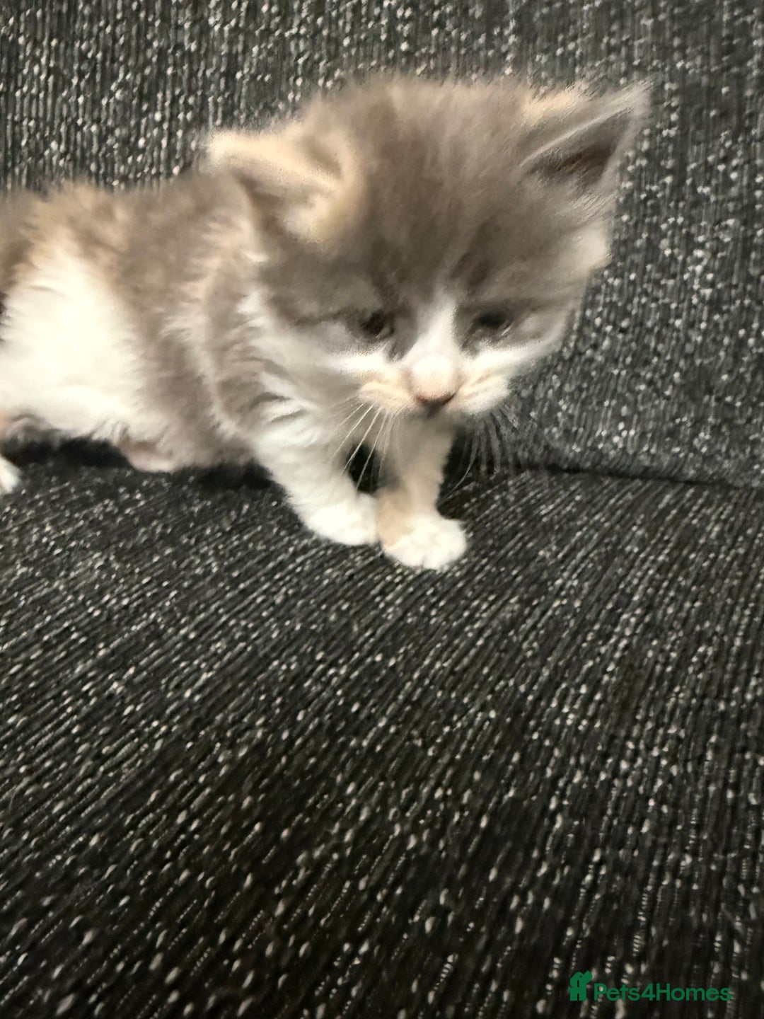 British Longhair cats for sale: 6 beautiful lovable friendly kittens - Image 29