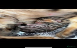 Bengal cats for stud: Stunning Male Bengal Stud 🌟TICA REGISTERED🌟 in Wolverhampton - Image 15