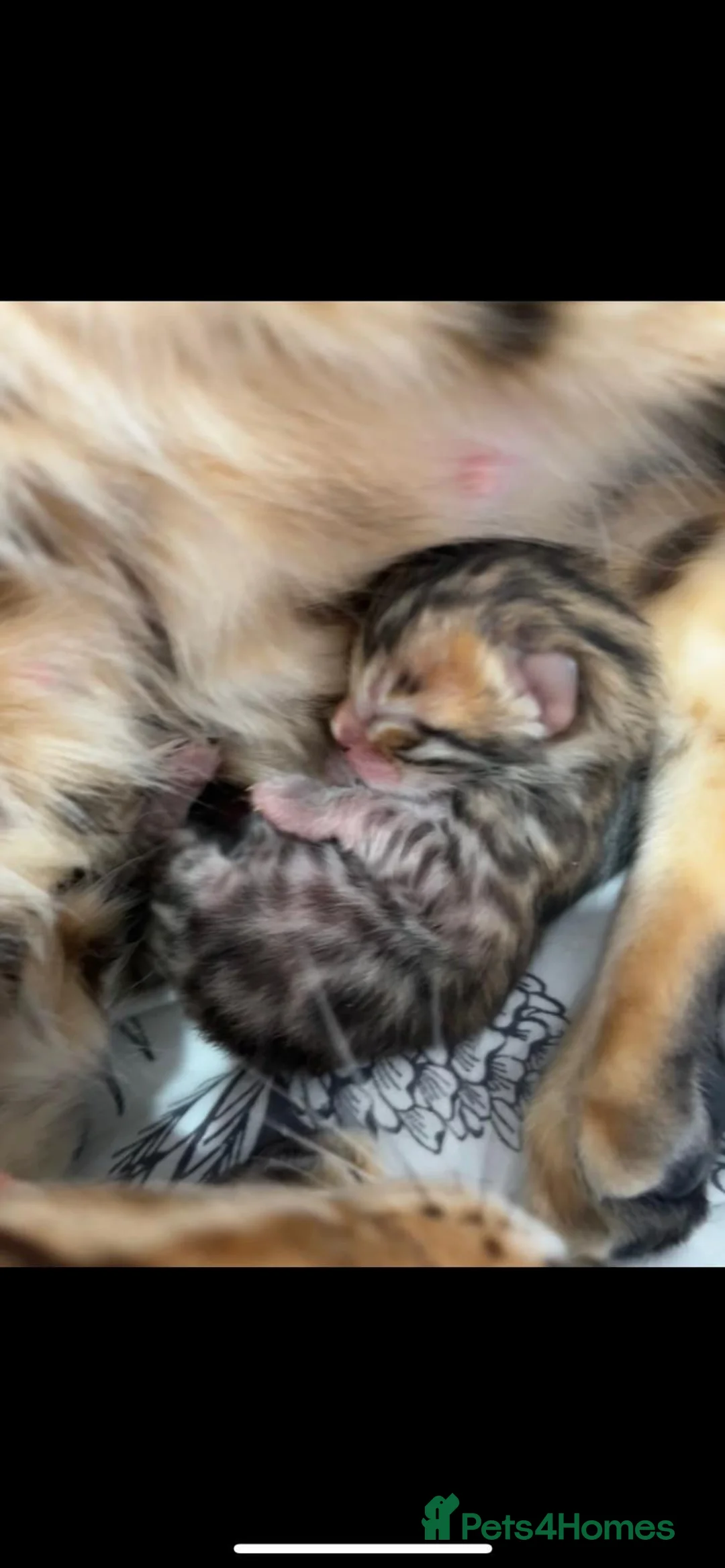 Bengal cats for stud: Stunning Male Bengal Stud 🌟TICA REGISTERED🌟 in Wolverhampton - Advert 15