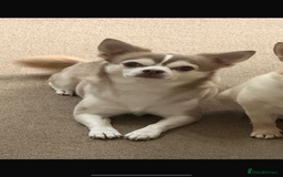 Chorkie dogs for sale: Beautiful chorkie boy.  - Image 11