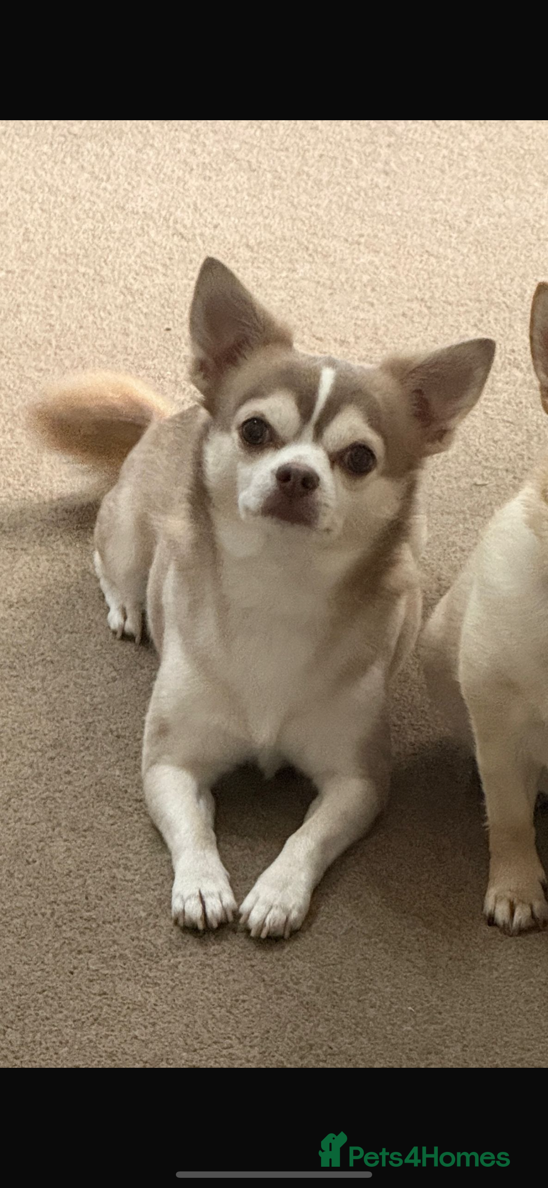 Chorkie dogs for sale: Beautiful chorkie boy.  - Image 11