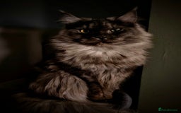 Maine Coon cats for sale: GCCF Maine Coon kittens  - Advert 4