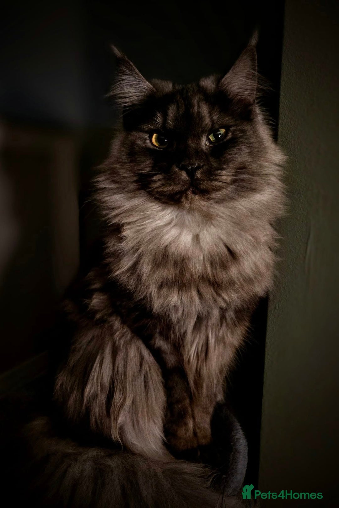 Maine Coon cats for sale: GCCF Maine Coon kittens  - Advert 4